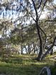 Casaurina (Coastal She-Oak) is often found fringing the sandy shore. 